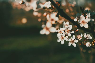 Close-up of white cherry blossom