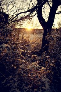 Bare trees on snow covered landscape