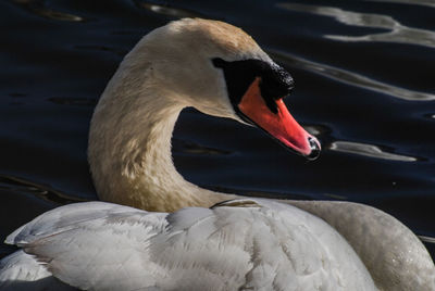 Close-up of swan swimming in lake