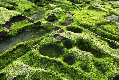 Full frame shot of moss growing on land