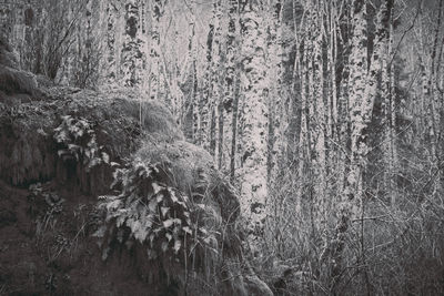 Close-up of plants in forest