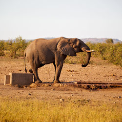 Side view of elephant on field against sky