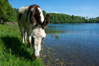 Donkey at a lake