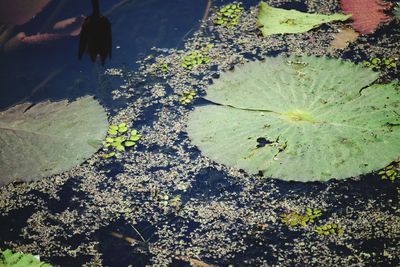 High angle view of snake on lake