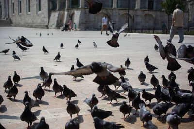 Flock of pigeons on a city