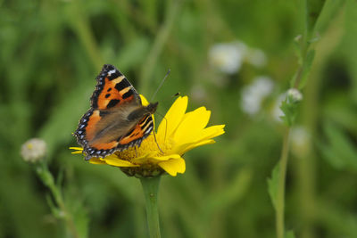 Close-up of butterfly on yellow flower