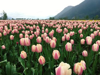 Close-up of pink tulips blooming on field against sky