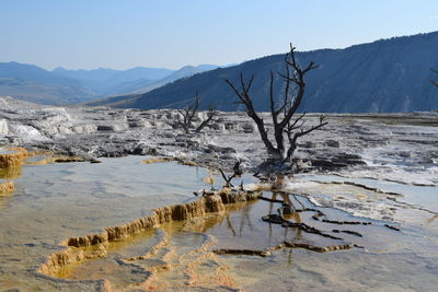 Bare tree against mountain range against clear sky