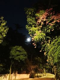 Low angle view of plants against trees at night