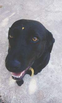 High angle portrait of black dog