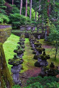 Plants and trees in garden