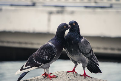 Close-up of pigeons perching on railing