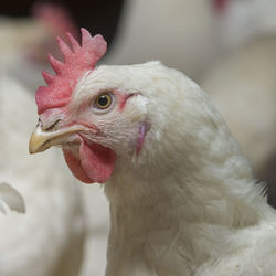 Chicken in barn  poultry