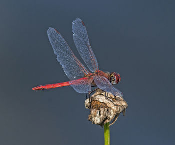 Close-up of dragonfly on flower