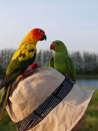 Close-up of parrot perching on a tree