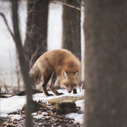 Sheep in a drinking water