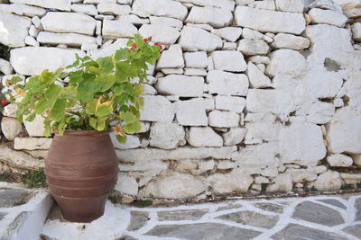 Close-up of potted plant against wall