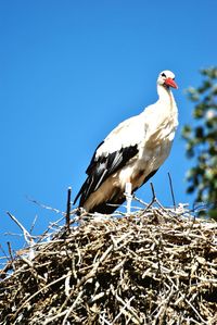 Bird perching on nest