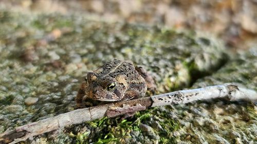 Close-up of frog on rock