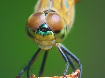 Close-up of insect on leaf