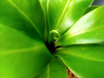 Full frame shot of green leaves