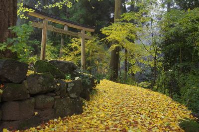 Yellow flowers growing on rock in forest