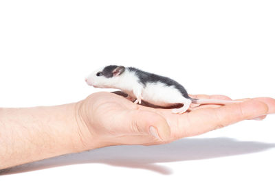 Close-up of hand holding small over white background