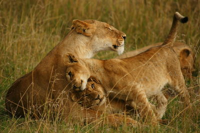 Lioness with cubs on field