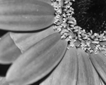 Close-up of flower against blurred background