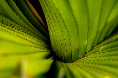 Close-up of succulent plant