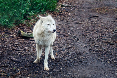 Portrait of dog standing on field