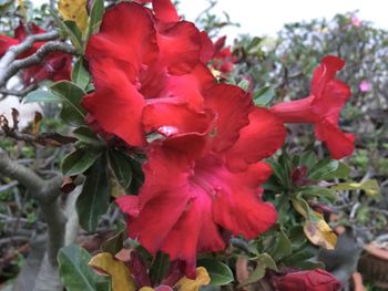 Close-up of red hibiscus flower