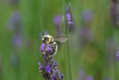 Close-up of insect on purple flower