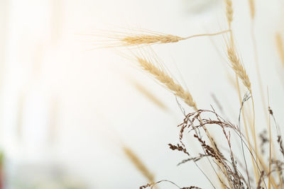 Close-up of stalks against the sky