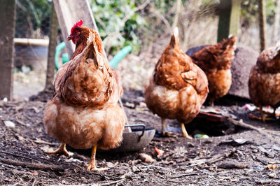 Close-up of chicken birds on field