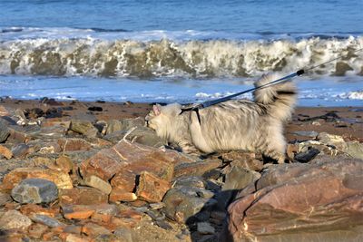 Siberian cat walking on cornish beach 