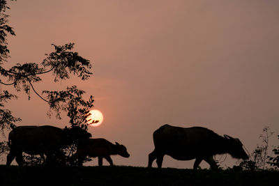 Silhouette cows on field against orange sky