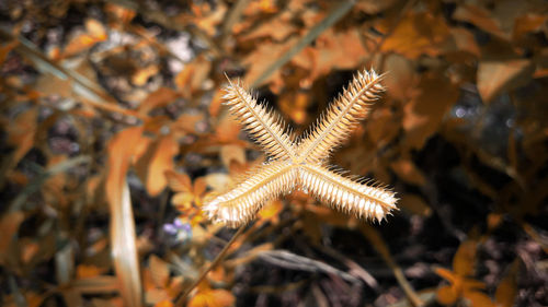 Close-up of dry leaf on land