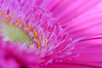 Macro shot of pink flower