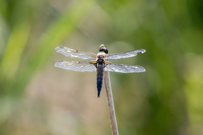 Close-up of dragonfly