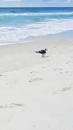 Seagull flying over beach against sky