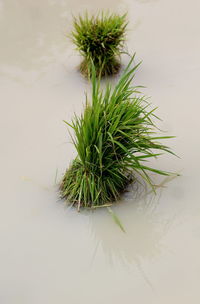 Close-up of cactus plant in lake