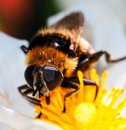 Close-up of bee pollinating flower