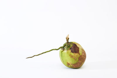 Close-up of apple against white background