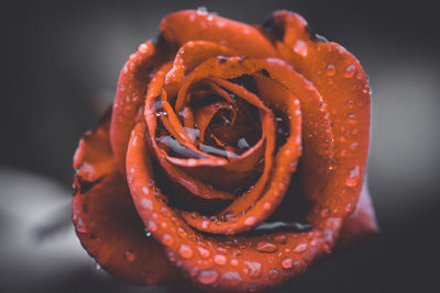 Close-up of rose against blurred background