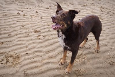 Portrait of dog on the beach