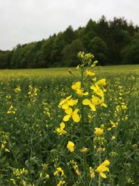 Yellow flowering plants on field