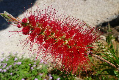 Close-up of red flowering plant