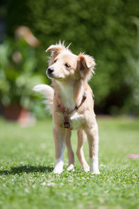 Dog on grass