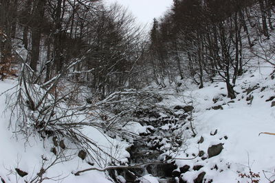 Snow covered trees on field during winter